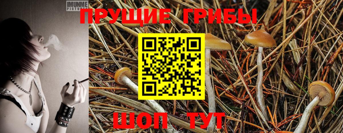 Псилоцибиновые грибы GOLDEN TEACHER Орёл